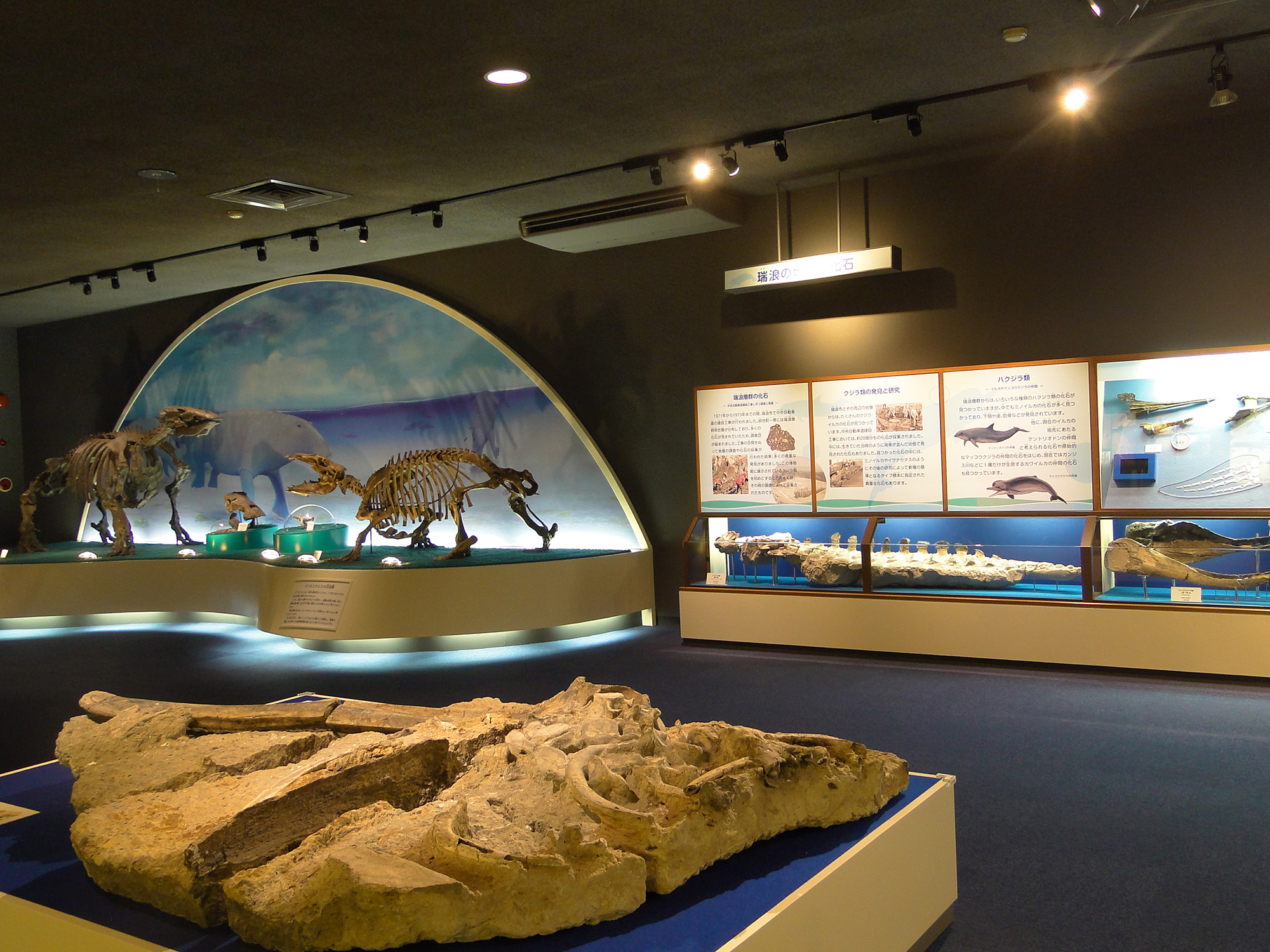 出張！瑞浪市化石博物館