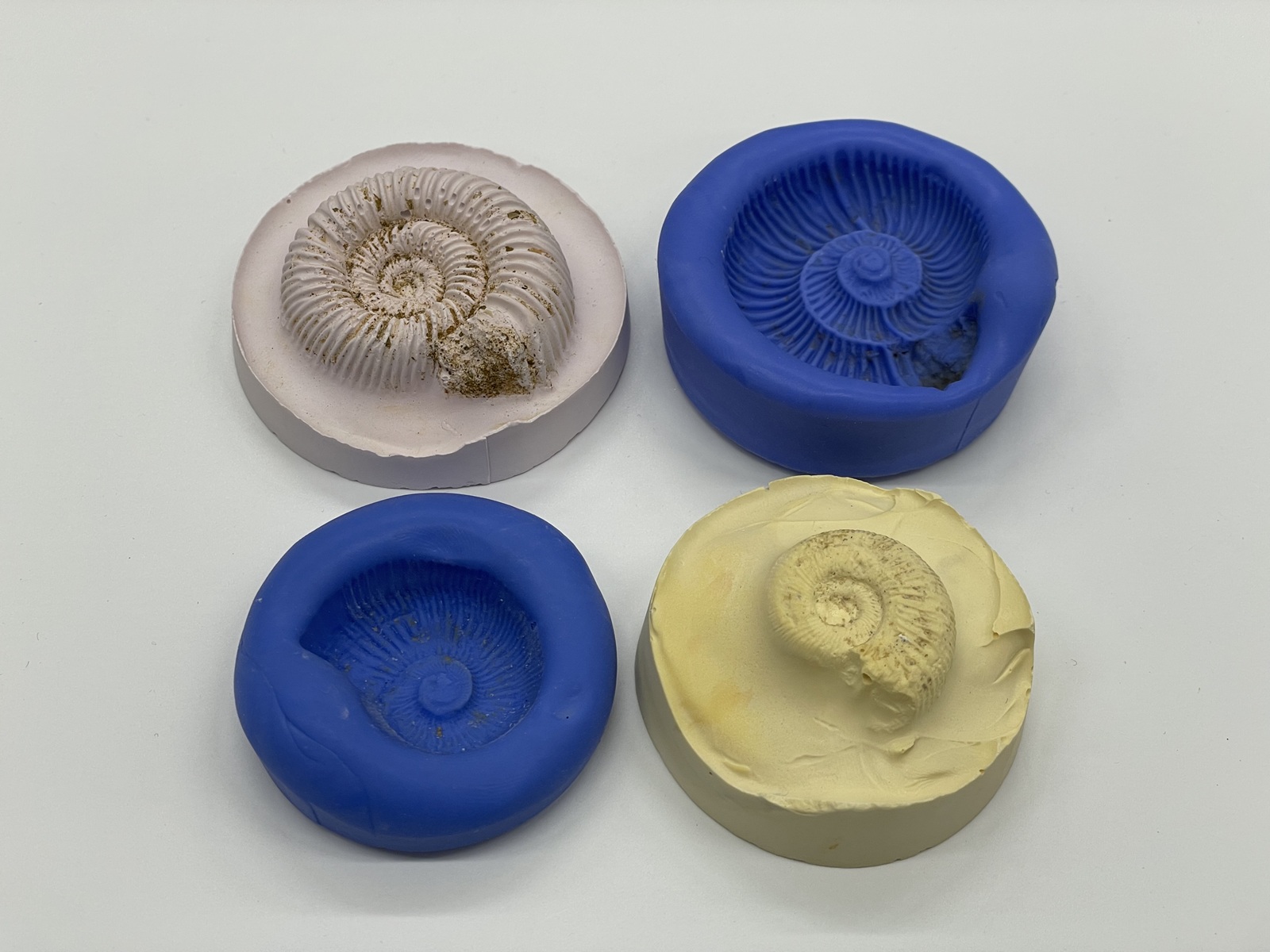 古生物学者による講義と化石のレプリカづくり