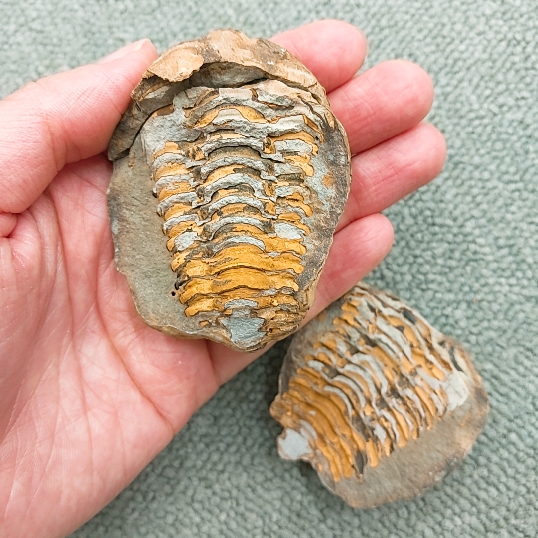 公開講座「ノジュールから三葉虫を取り出そう！」