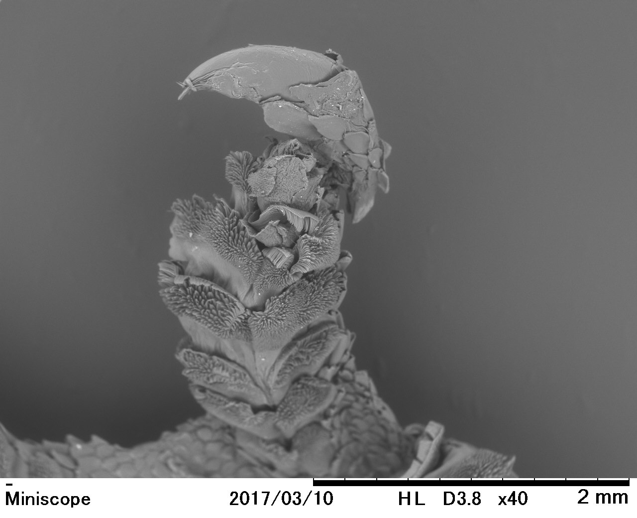 科学研究支援「電子顕微鏡で覗いてみよう！」